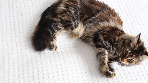 Top view of  cat playing Stock Footage 104300286