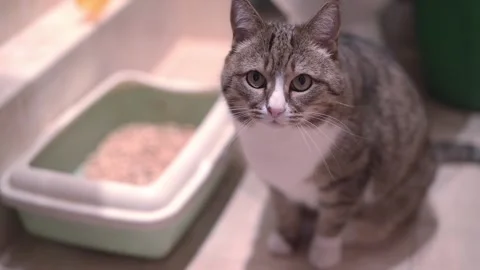 Top view of a cat sitting next to a cat toilet on the bathroom floor. There is Stock Footage 201159234