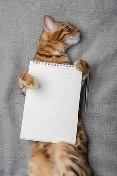 Top view of a cat with a white notepad sheet and a pen. Stock Photos