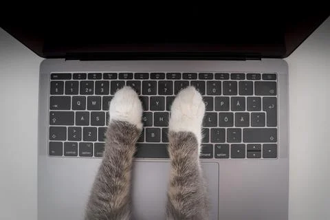 Top view of cat working on computer. Cat paws typing text on a laptop keyboard Stock Photos