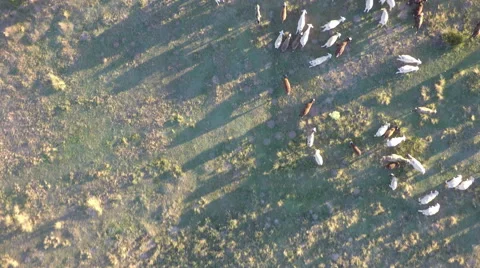 Top view of cattle at dusk, areal view, 4k Video stock 52380221