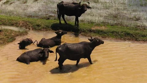Top view of Cattle on the pasture in Sri Lanka. Stock Footage 233426058