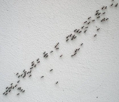 Top view of the chain of ants Stock Photos