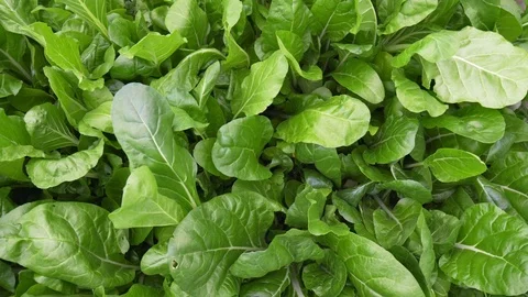 Top View Chard In The Garden Video stock 108325902