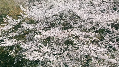 Top view of cherry blossom tree at park Stock Footage 123332511