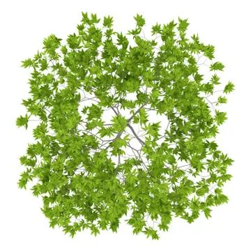 Top view of cherry tree isolated on white background. 3d illustration Stock Illustration