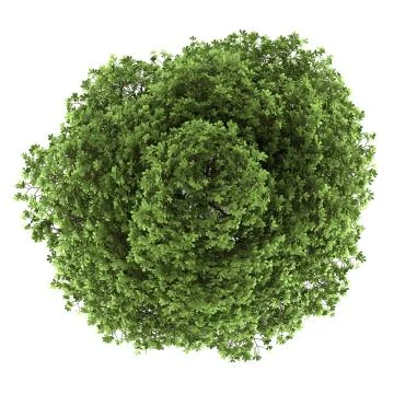 Top view of chestnut tree isolated on white background Stock Illustration