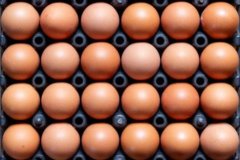 Top view of chicken eggs in plastic tray Foto stock