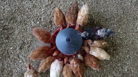 Top view of chickens eating around feeder Stock Footage 277809304