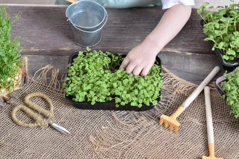 A top view of children's hands with scissors, and she takes care of seedlings Stock Photos