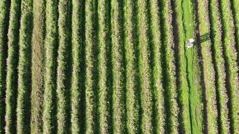 Top view of Chinese flower fields in tropical Hainan Video stock 117505330
