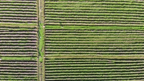 Top view of Chinese flower fields in tropical Hainan with people walking Video stock 117505398