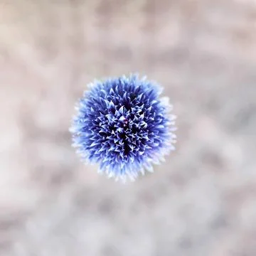 Top view of chive flower Foto stock