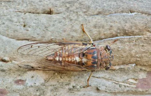 Top view of a cicada. Stock-Fotos