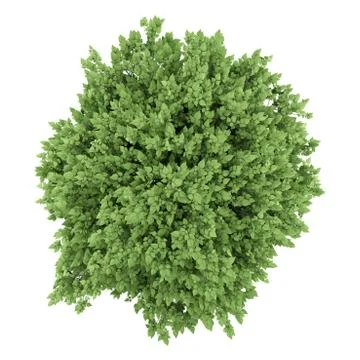 Top view of cigar tree isolated on white background Stock Illustration