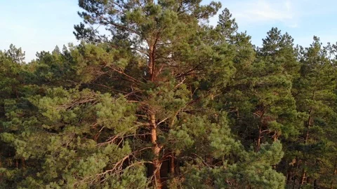 Top view cinematic flight under the European forest. Ukraine. Stock Footage 97402392