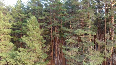 Top view cinematic flight under the European forest. Ukraine. Video stock 97402564