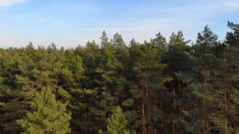 Top view cinematic flight under the European forest. Ukraine. Stock Footage 97402626