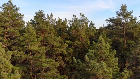 Top view cinematic flight under the European forest. Ukraine. Stock Footage 97402782