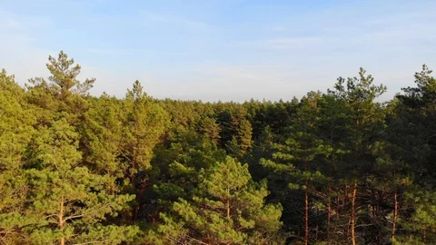 Top view cinematic flight under the European forest. Ukraine. Stock Footage 97402792