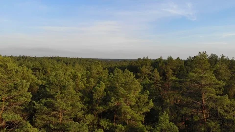 Top view cinematic flight under the European forest. Ukraine. Video stock 97402824