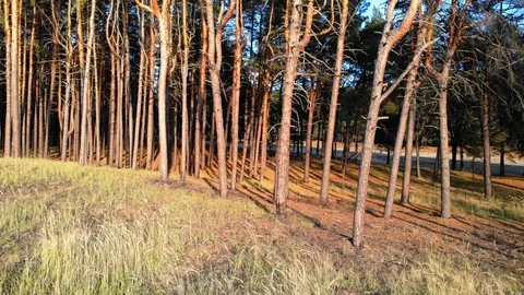 Top view cinematic flight under the European forest. Ukraine. Video stock 97402939