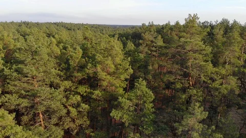 Top view cinematic flight under the European forest. Ukraine. Video stock 97402971