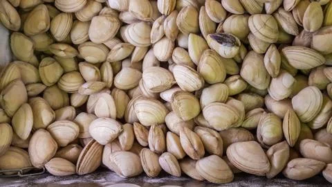 Top view of clams on ice Stock Photos