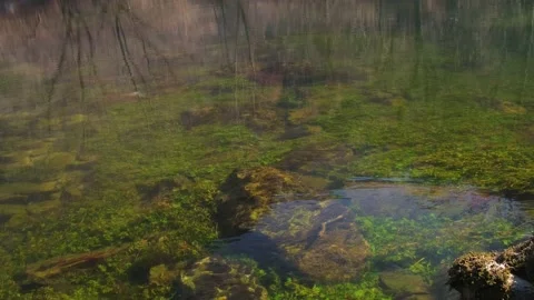 Top view from clear, clean, cold, drinkable forest river water Vidéo 171536273