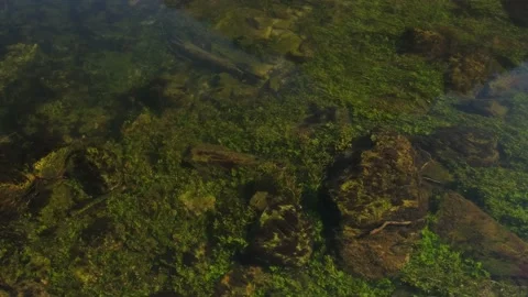 Top view from clear, clean, cold, drinkable forest river water Vidéo 171542652