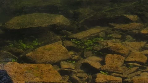 Top view from clear, clean, cold, drinkable forest lake water Vidéo 171542668