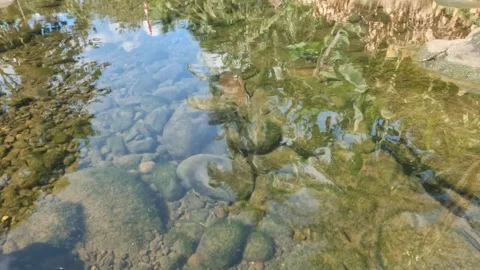 Top view of a clear mountain river with small fish Stock Footage 321324284