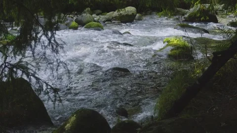 Top View of Clear River with Rocks and Green Vegetation – Aerial Nature Shot Video stock 317506966