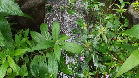 Top View of Clear Stream Flowing Through Lush Green Plants Stockbeeldmateriaal 315153374