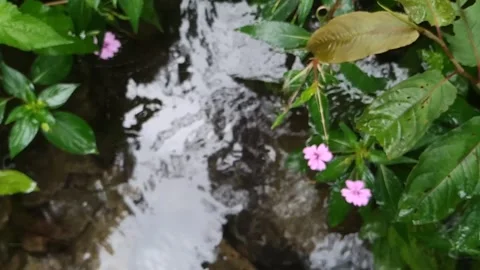 Top View of Clear Stream Flowing Through Lush Green Plants Видео 315153392