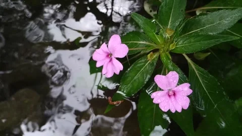 Top View of Clear Stream Flowing Through Lush Green Plants Stockbeeldmateriaal 315153402