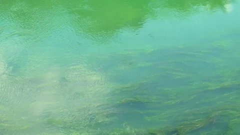 Top view of a clear turquoise mountain river overgrown with algae Stock Footage 320057163