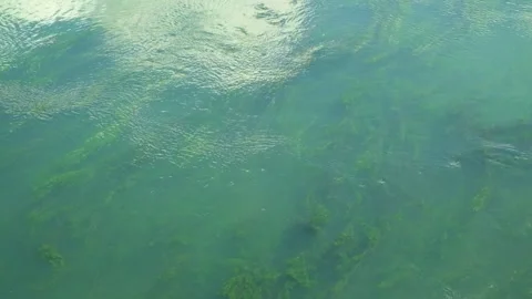 Top view of a clear turquoise mountain river overgrown with algae 2 Video stock 320057166