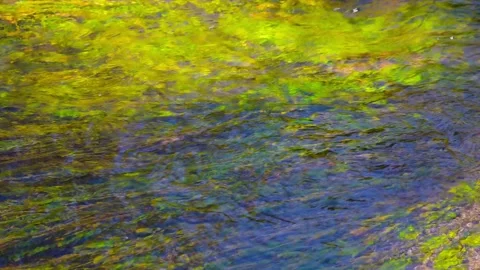 Top view of clear water flowing over mossy riverbed Stock Footage 332282204