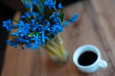Top view close-up of blue violets flowers on background of blurred table. Stock Photos