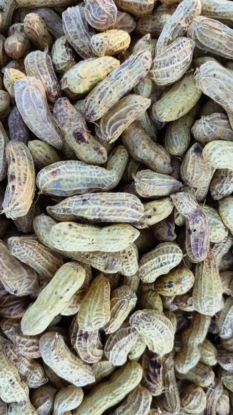 Top View Close Up of Boiled Peanuts in Shell Background Stock Footage 340890838