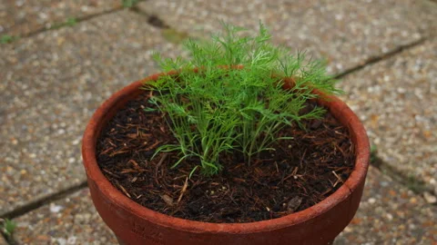 Top View Close-Up Dill Plant in Pot in Sunny Garden Stock-Footage 337563112