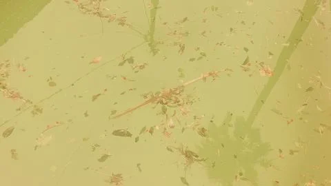 Top view close up of dirty green water surface in neglected swimming pool c.. Foto stock