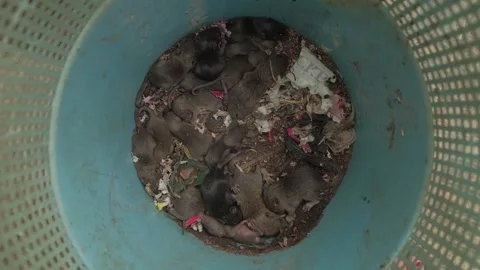 Top view close-up of dirty rat nest with litter of baby rats. Stock Footage 244601194