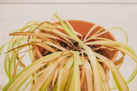 Top view close up of dry withered chlorophytum houseplant with yellow brown.. Stock Photos