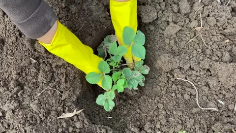 Top view close-up of a farmer's hands in yellow gloves planting young bushes of Video stock 240228929