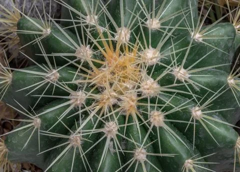 Top view close up of Ferocactus echidne with sharp white prickles. Stock Photos
