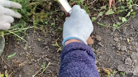 Top View Close-Up of Gloved Hands Trimming Carrot Tops Stock Footage 317847500