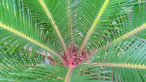 Top View Close Up of Green Sago Palm Leaves with Symmetrical Pattern Stock Footage 340897736