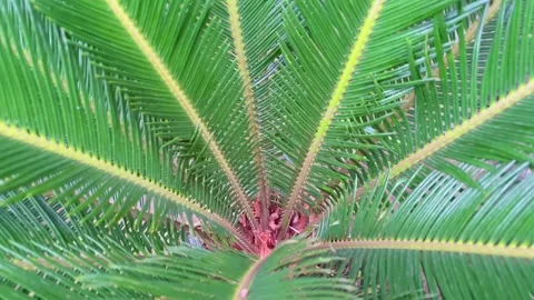 Top View Close Up of Green Sago Palm Leaves with Symmetrical Pattern Stock Footage 340897741